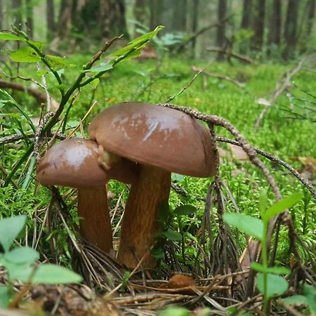 Przystanek Topilo Lozice Dış mekan fotoğraf